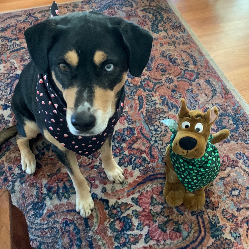 COPY - St. Patrick’s and Valentines Sm. and Lrg Pet Scarves (price is for two … - Picture 2 of 3